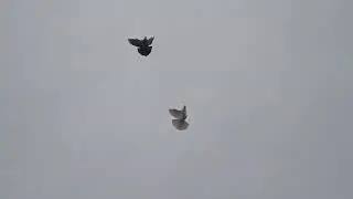 Бакинцы на Кубани! 🕊🕊🕊