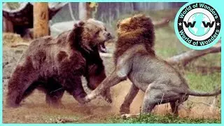 THE LION KING FAIL   Lion Attacked By Mother Bear   Animal Attack