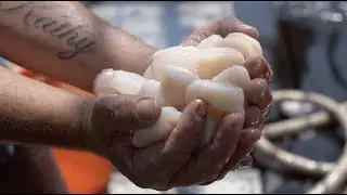 Scalloping - F/V Market Price