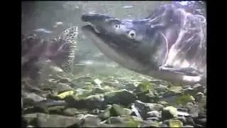 North American Fishing Club: Planning Your Dream Fishing Adventure Part 1