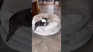 two crazy boston terriers having fun