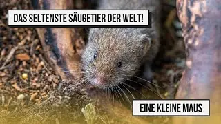 Die Bayerische Kurzohrmaus | Das seltenste Säugetier der Welt!