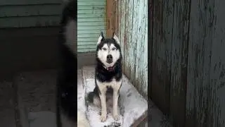 ШАМАН РУГАЕТСЯ