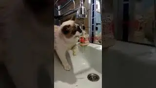 Максик умывается