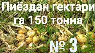 Пиёздан гектарига 150 тонна 3-қисм Репчатый лук 150 тонна с 1 Га