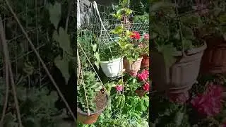 сады ИМПЕРАТОРА, часть 13 #садиогород  #пионы  #букеты  #герань  #цветынадаче  #пеларгония