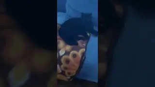 Котики очень теплолюбивые животные. 