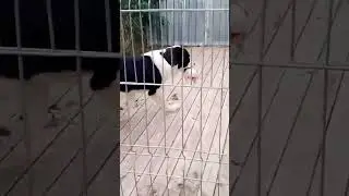 Алабай Дуняша сперла курицу.