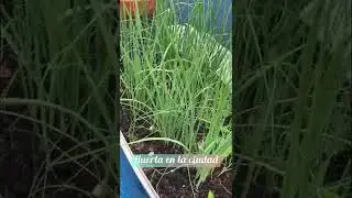 Huerta en la ciudad en la terraza de mi casa