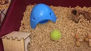 🐀🐀Уборка в клетке у крыс🐀🐀
