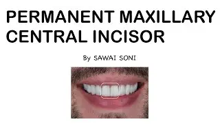 Permanent Maxillary central Incisor Lecture By SAWAI SONI || DENTAL ANATOMY || For BDS #bds ￼#dadh