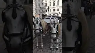 Вена