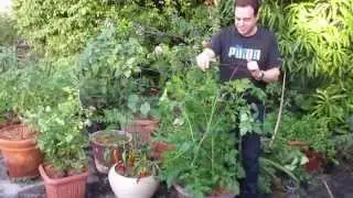 How to grow vegetables in containers