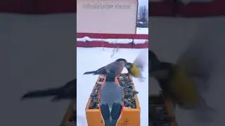Eurasian Bullfinch Birds (Male & Female) Eating Sunflowers Seeds in Winter #shorts