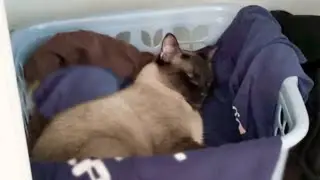 Cat Sleeps in Laundry Basket, Sister Stays Nearby