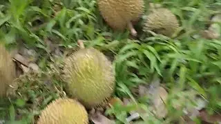 beruntung datang pagi2 dapat durian lumayan banyak #suasanakampung #suasanadesa #durian