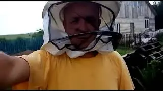 Роение пчел. Как и почему роятся пчелы. Как мы ловим роящихся пчел.
