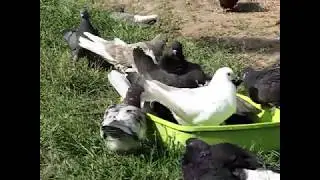 Николаевские голуби Сергея Родионова. Волгоград. часть 2
