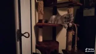 Kot Sierscian  podbija Tik Tok