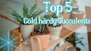 ❄️🌵☃️Top 5 cold hardy succulents that can take up to -20°C🪴