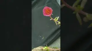 Morning Blossom time lapse  #timelapse #Shorts