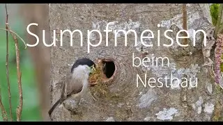 Sumpfmeisen beim Nestbau