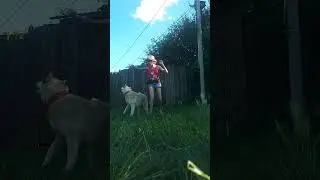 Найт 