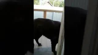 Собака чихает