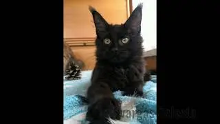 Селеста, котенок мейн кун