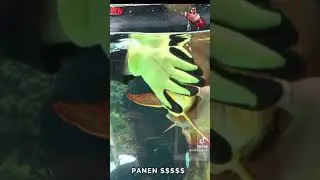 ត្រីនាគ លាក់កូន ក្នុងម៉ាត់