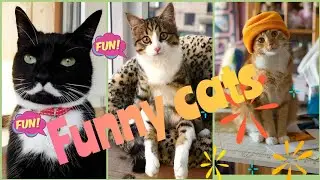 самые милые и смешные котики 🐈 приколы с животными 2021