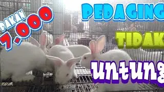 Kelinci PEDAGING tidak MENGUNTUNGKAN jika pakan 7.000