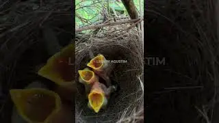 3 Days Old Chicks of Long tailed shrike 