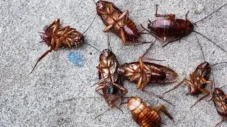 Esta Es LA SOLUCION Definitiva Para MATAR CUCARACHAS