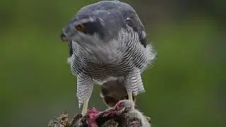 Azor común