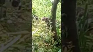 Cat vs cat :):):):)