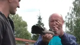 Голуби. Ступино - Тула.