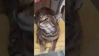ОПАСНАЯ РАНА НА ШЕЕ ОТ УКУСА КОТА