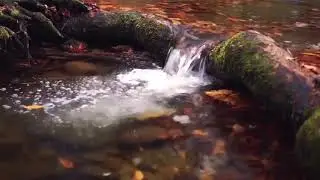 Zak Risk - With The Flow