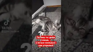 Почему ты днём спишь?, а ночью носишься?  Смешное короткое видео с котиком