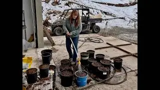 This is my favorite ALTERNATIVE way to plant over 400 SPRING BULBS