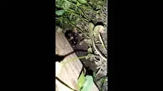 Шокирующе відео