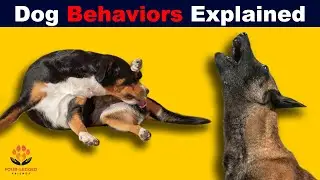 How Can You Better Understand Your Dog's Behavior