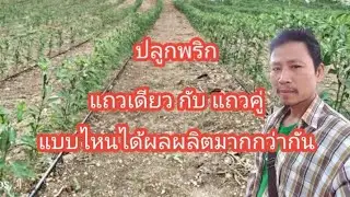 ปลูกพริกแถวเดียว กับ แถวคู่แบบไหนดีกว่ากัน