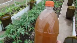 ТОМАТЫ   ПОДКОРМКА И ОПРЫСКИВАНИЕ