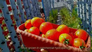 Hydroponics Tomatoes Farming in Grow Bags | Soiless Farming | Terrace Farming | Hydroponics Farm