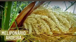 Muito PÓLEN na floração da Palmeira Fênix.