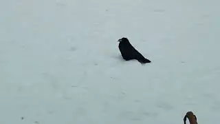 Черный ворон