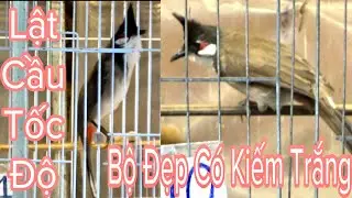 Toàn Bổi Víp Đáng Gột Giàn Bộ Đẹp Lật Cầu Tốc Độ Và Có Lông Đuôi Trắng 15/10/24 | Khải Chim Hoà Bình