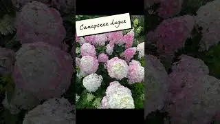 Королева гортензий 